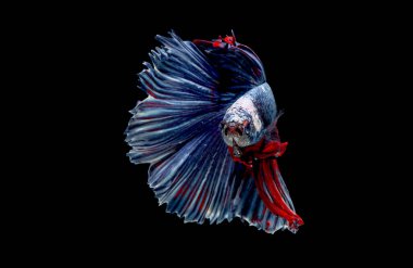 Mavi kırmızı ve beyaz betta balığının ana rengi ile renkli olan Siyam lı balıklar siyah arka planda izole edildi. Balık da yüzme sırasında farklı yönde dönüş kafası eylem.