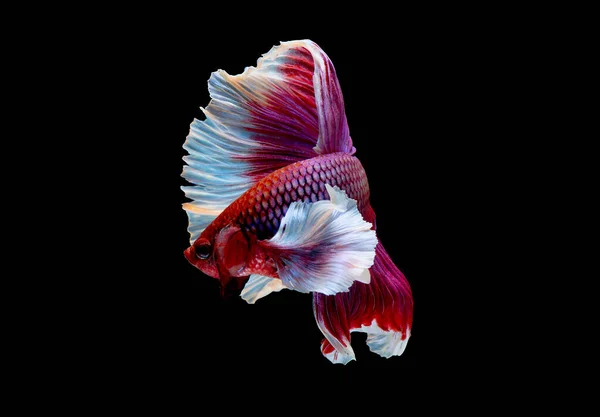 Colorato Con Colore Principale Del Pesce Betta Rosso Rosa Pesce — Foto Stock