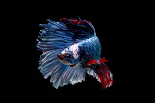 Farbenfroh Mit Der Hauptfarbe Blau Roter Und Weißer Beta Fische — Stockfoto