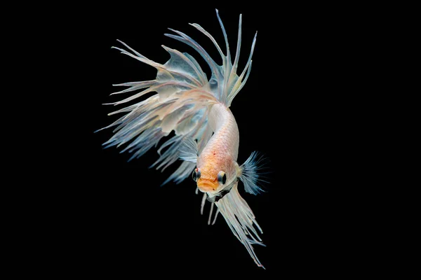 White betta splendens (Crown Tail) fish, Siamese fighting fish with light yellow color was isolated on black background. Fish also action of turn head in up direction during swim.