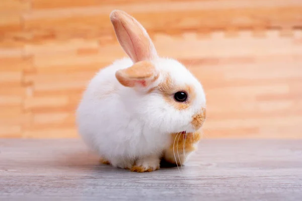 Маленький Очаровательный Кролик Кролик Чистить Ногу Оставаться Сером Столе Коричневым — стоковое фото