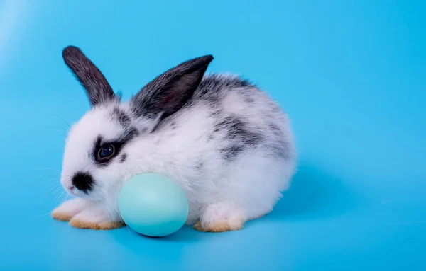 Little black and white bunny rabbit with blue easter egg on blue background.
