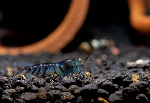 Pregnant Blue Tiger Dwarf Shrimp Look Food Aquatic Soil Other — Stock Photo, Image