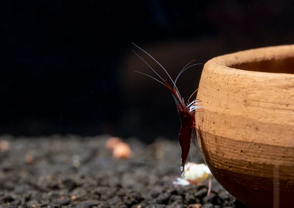 深红色红辣椒小虾呆在淡水水族箱里 在陶器装饰上寻找食物 — 图库照片