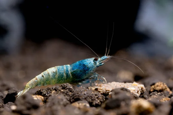 Blue Bolt Dwarf Shrimp Eat Food Aquatic Soil Fresh Water — Stock Photo, Image