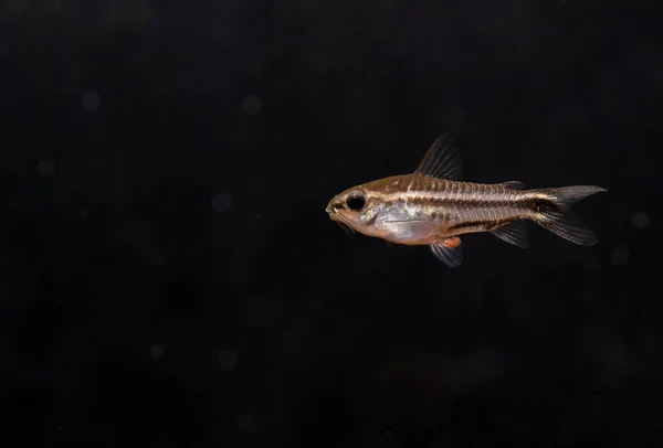 青铜科利多拉鱼或小鱼在黑暗背景下在淡水水族箱中游泳 美丽的小动物的概念有助于放松 — 图库照片
