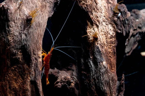 Koyu Kırmızı Kardinal Cüce Karides Kalır Tatlı Akvaryumundaki Kereste Süslemelerinde — Stok fotoğraf