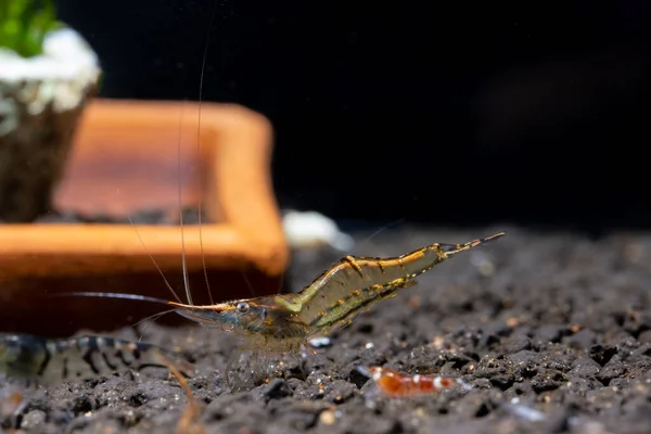 Long Nose Dwarf Shrimp Look Food Aquatic Soil Stay Other — Stock Photo, Image