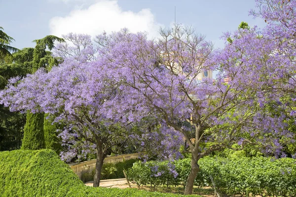 Jacaranda Blu Poui Nero Jacaranda Mimosifolia Alella Spagna — Foto Stock