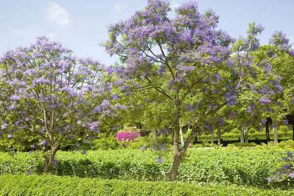 Jacaranda Kék Vagy Fekete Poui Jacaranda Mimosifolia Alella Spanyolország — Stock Fotó