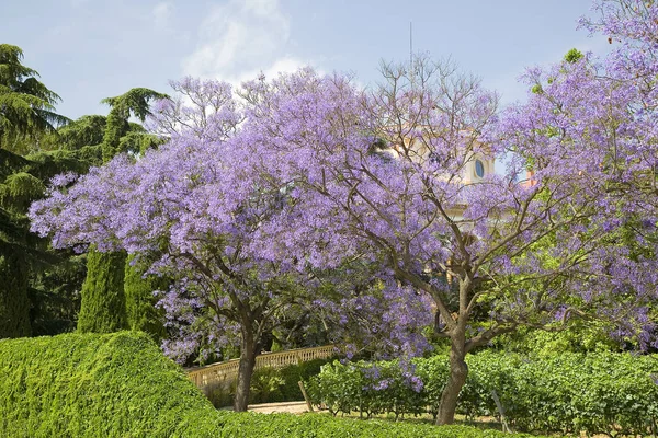 Jacaranda Azul Poui Negro Jacaranda Mimosifolia Alella España —  Fotos de Stock