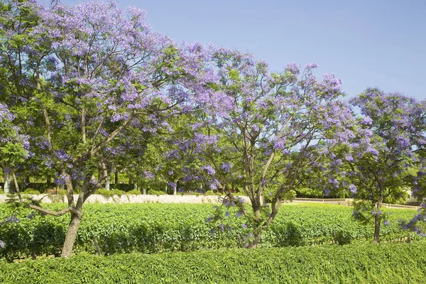 Jacaranda Azul Poui Negro Jacaranda Mimosifolia Alella España —  Fotos de Stock