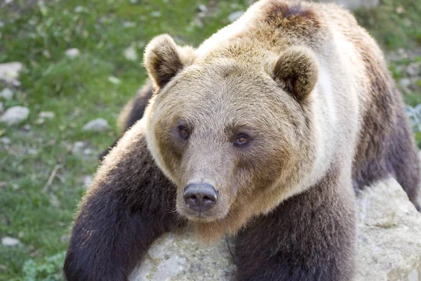 Бурый Медведь Ursus Arctos — стоковое фото