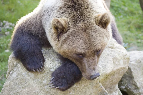 Brown Bear Ursus Arctos — Stock Photo, Image