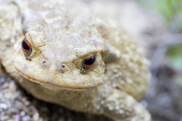 Common Toad European Toad Bufo Bufo — Stock Photo, Image