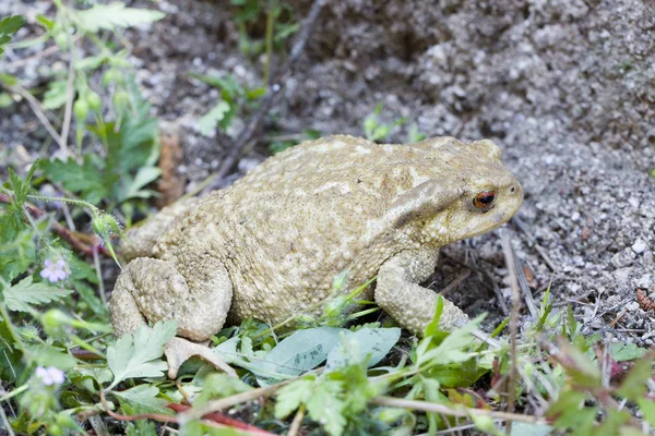 Sapo Comum Sapo Europeu Bufo Bufo — Fotografia de Stock