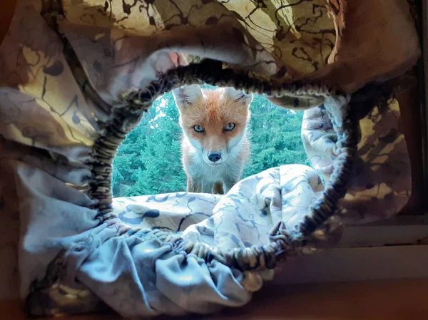 Fox Espiando Fotógrafo Dentro Esconderijo — Fotografia de Stock