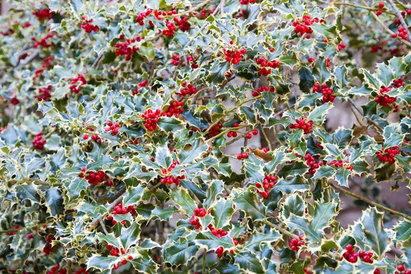 ホリー 英語のホリー ヨーロッパのホリー クリスマスのホリー Ilex Aquifolium — ストック写真