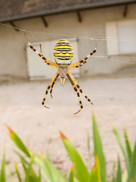 Guêpe Araignée Tigre Araignée Argiope Bruennichi — Photo