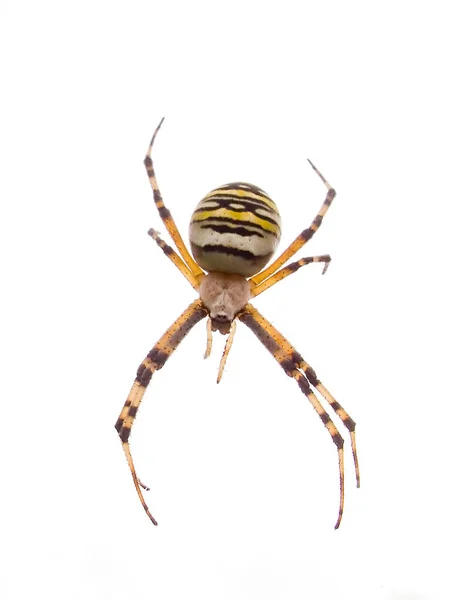 Guêpe Araignée Tigre Araignée Argiope Bruennichi — Photo