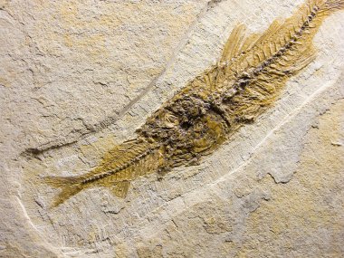 Fosil balıkları başka bir balığı yiyor, Eocene Green River Formasyonu, Wyoming.