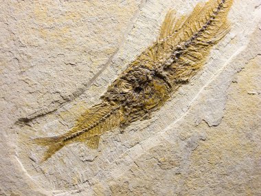 Fosil balıkları başka bir balığı yiyor, Eocene Green River Formasyonu, Wyoming.