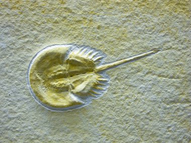 At nalı yengeci fosili, Mesolimulus walchii.
