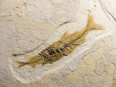 Fosil balıkları başka bir balığı yiyor, Eocene Green River Formasyonu, Wyoming.