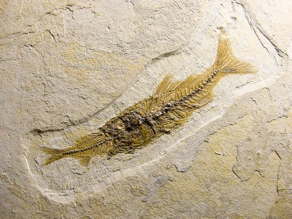 Fossil Fish Eating Another Fish Eocene Green River Formation Wyoming — Stock fotografie