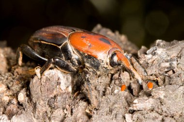 Palmiye Buğday Böceği, Rhynchophorus ferrugineus.