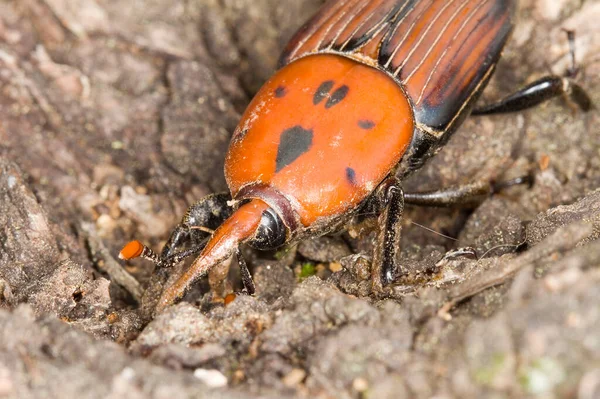 Жук Долгоносик Rhynchophorus Ferrugineus — стоковое фото