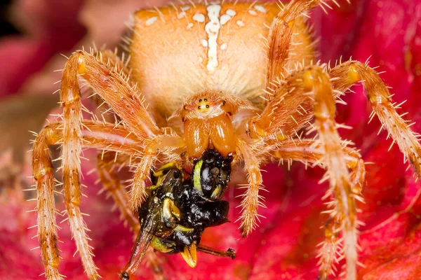 Aranha Jardim Europeia Araneus Diadematus Comendo Uma Vespa — Fotografia de Stock