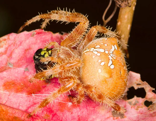 Avrupa Bahçe Örümceği Araneus Diadematus Eşekarısı Yiyor — Stok fotoğraf