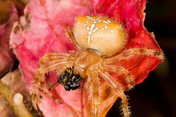 Európai Kerti Pók Araneus Diadematus Darazsat Eszik — Stock Fotó