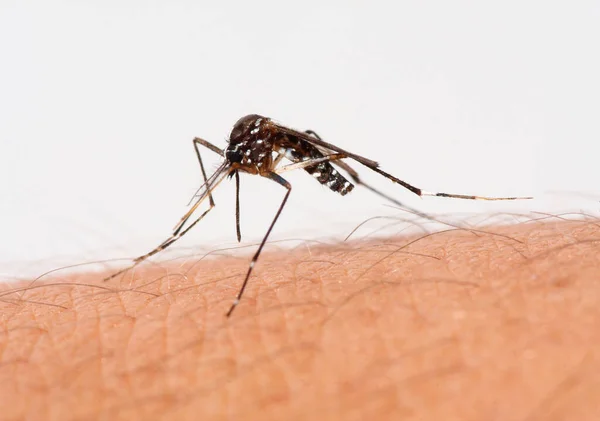 Mosquito Piel Humana Listo Para Morder — Foto de Stock