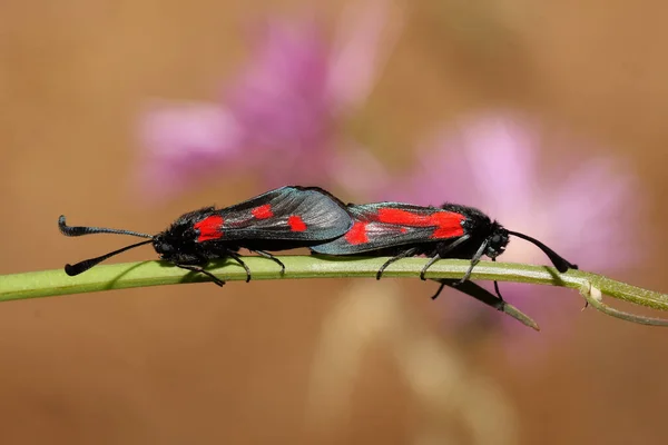 Insektenkopula Zygaena Trifolii — Stockfoto