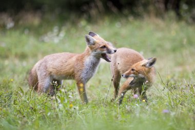Slovenya 'da Kızıl Tilki, Vulpes vulpes,.