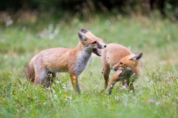 Red Fox Vulpes Vulpes Slovenia — Stock Photo, Image