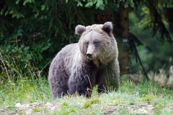 Wild Brown Bear Ursus Arctos Slovenia — Stock Photo, Image