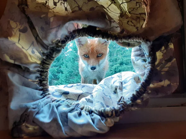 Fuchs Bespitzelt Einen Fotografen Einem Versteck — Stockfoto