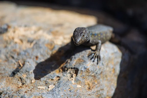 Lagarto de perto. Natureza selvagem e fundo animal. Vida selvagem, réptil — Fotografia de Stock