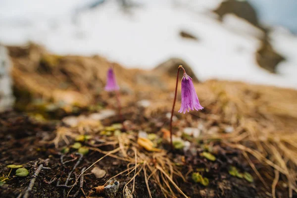Soldanella Alpina, Πρίμαλακς, αλπικές χιονοκαμπάνες. Λουλούδια στα βουνά. — Φωτογραφία Αρχείου