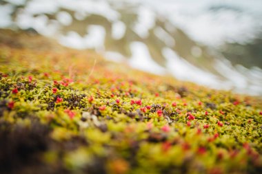 Alp çiçekleri. Arka planda karlı dağlar.