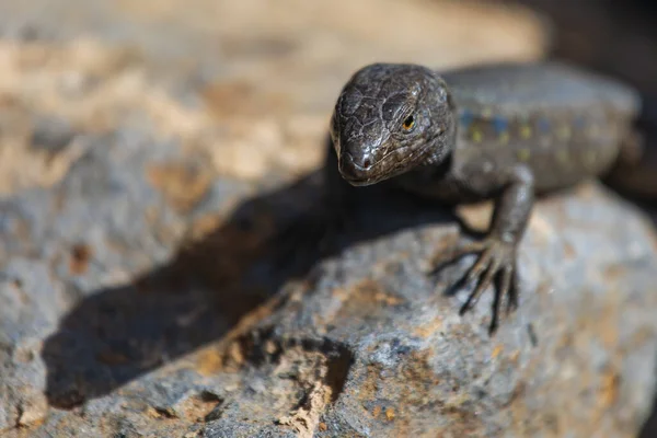 Ödla närbild. Vild natur och djur bakgrund. Vilda djur, reptiler — Stockfoto