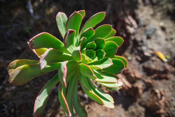Suculenta. Planta en la naturaleza. Tenerife - Islas Canarias, España . —  Fotos de Stock