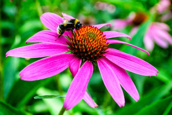 Trabajador Abejorro Duro Flores Silvestres Abejorro Flor Rosa Hierba Verde —  Fotos de Stock