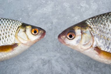 Buz üzerinde yalan iki Hamam böcekleri. Kışın buzda jig ile Balık tutma. Kafa kafaya.