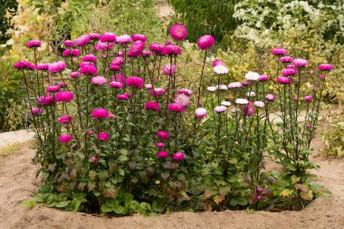 Bahçedeki Aster, güzel gül goncası. Çiçek Park yatakta. Çiçek ve bitkilerin makro fotoğrafçılık.
