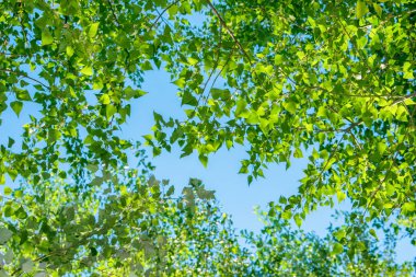 Arka plan, ekran koruyucu yaprak döken ağaçlar. Parlak güneş ışığı ağaçların aydınlatıcı. Yaprak döken orman üst.