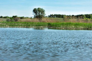 Sabah Nehri üzerinde. Orman nehrin diğer tarafında. Karışık orman. Manzara.
